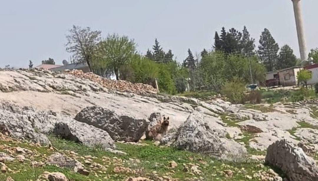 Adıyaman’da çizgili sırtlan görüldü