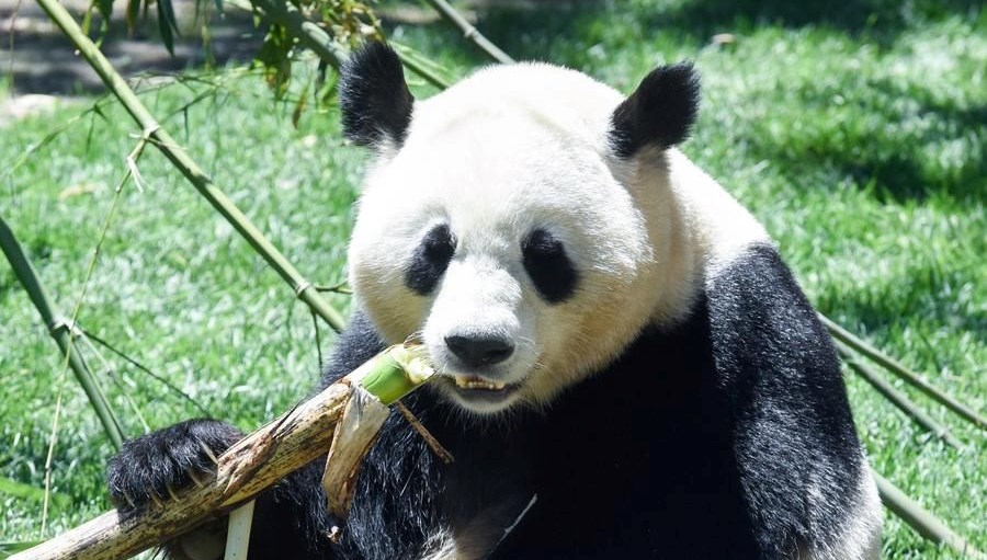Çin’den dostluk anlaşması: İki panda Avusturya’ya gönderildi