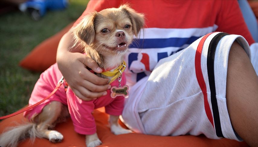 Sıra dışı yoga dersi: Bu kez kedi ve köpekler sahibini seçiyor!