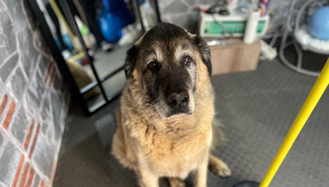 3 ayda 10 kilo veren obez köpek ‘Duman’, sahiplenmeyi bekliyor