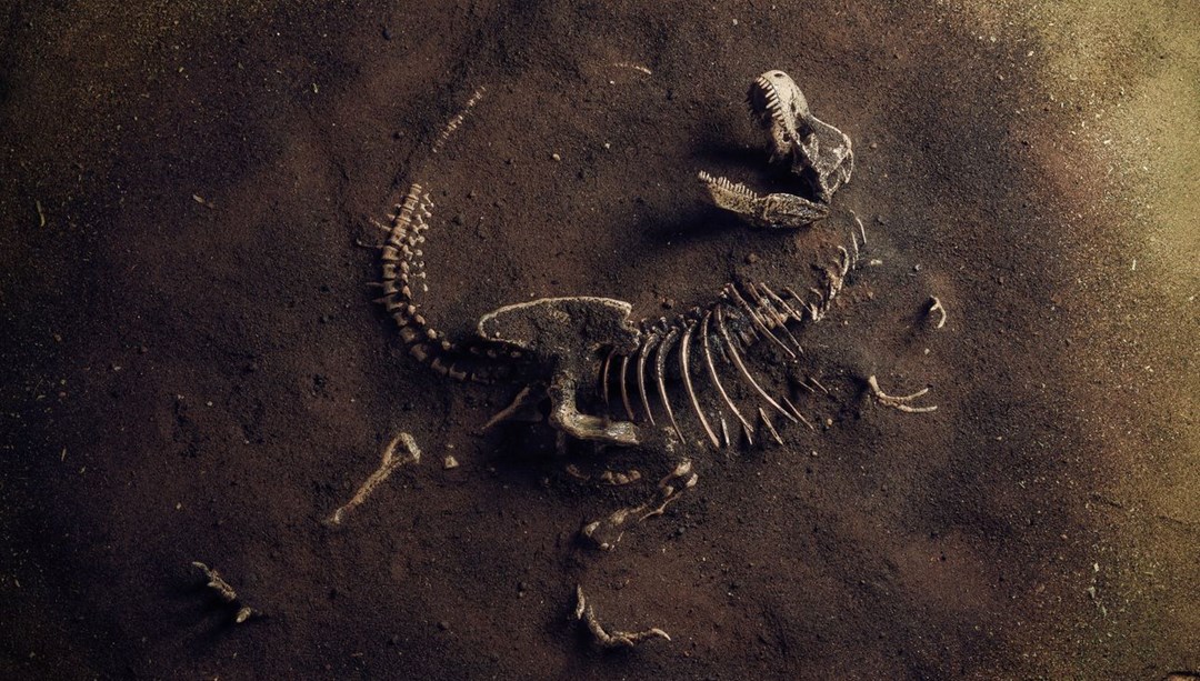 72 milyon yıllık bilmece: Toplu dinozor mezarının gizemi