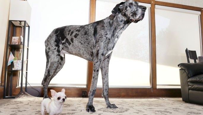 Köpekler arasında ilginç buluşma