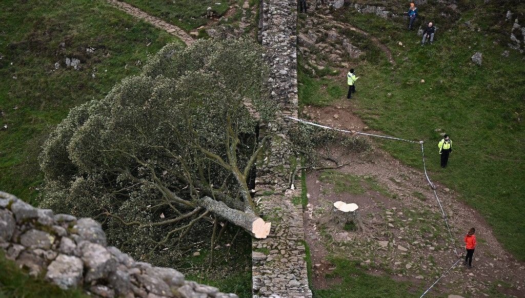 Tarihi Robin Hood ağacını kestiler: İki kişi cezalandırıldı