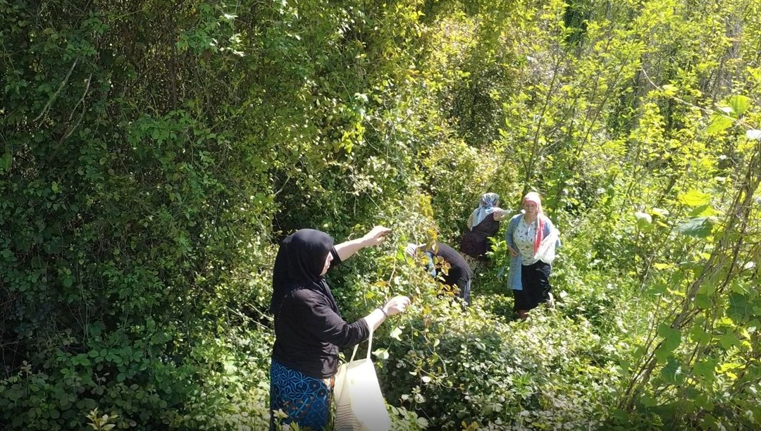 Toplaması zor yemesi kolay “yeşil altın”: Kan temizleyici özelliği varmış