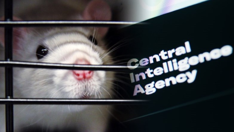 CIA’in en gizli deneyi: “Hayvan suikastçılar ordusu”