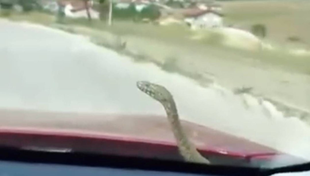 Seyir halindeki otomobilin kaputundan yılan çıktı