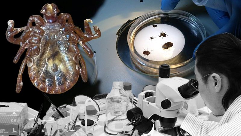 Türkiye’de yeni kene türü! Japon uzman uyardı: 30’dan fazla hastalık taşıyor