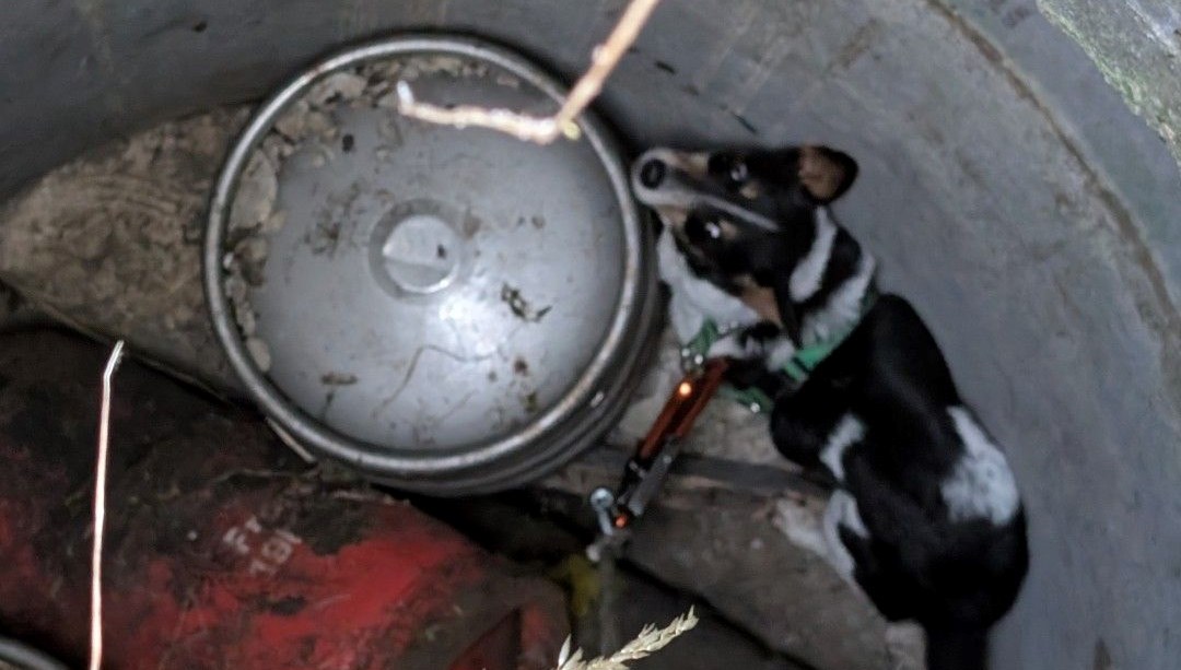 4 metre derinliğindeki kuyuda mahsur kalan köpek 11 gün sonra kurtarıldı