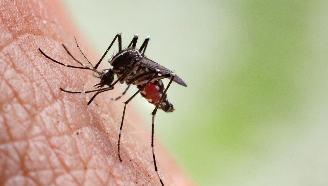 DSÖ “salgına dönüşebilir” uyarısında bulunmuştu: “Chikungunya” virüsü açıklaması