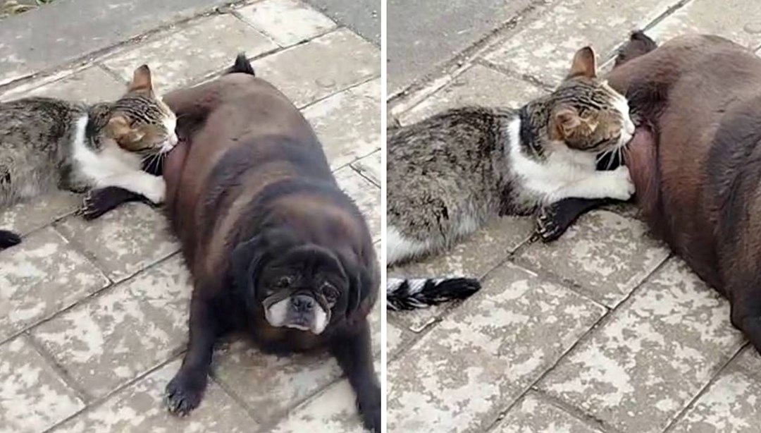 Erzurum’da hayrete düşüren görüntü: Köpek, kediyi sokak ortasında emzirdi