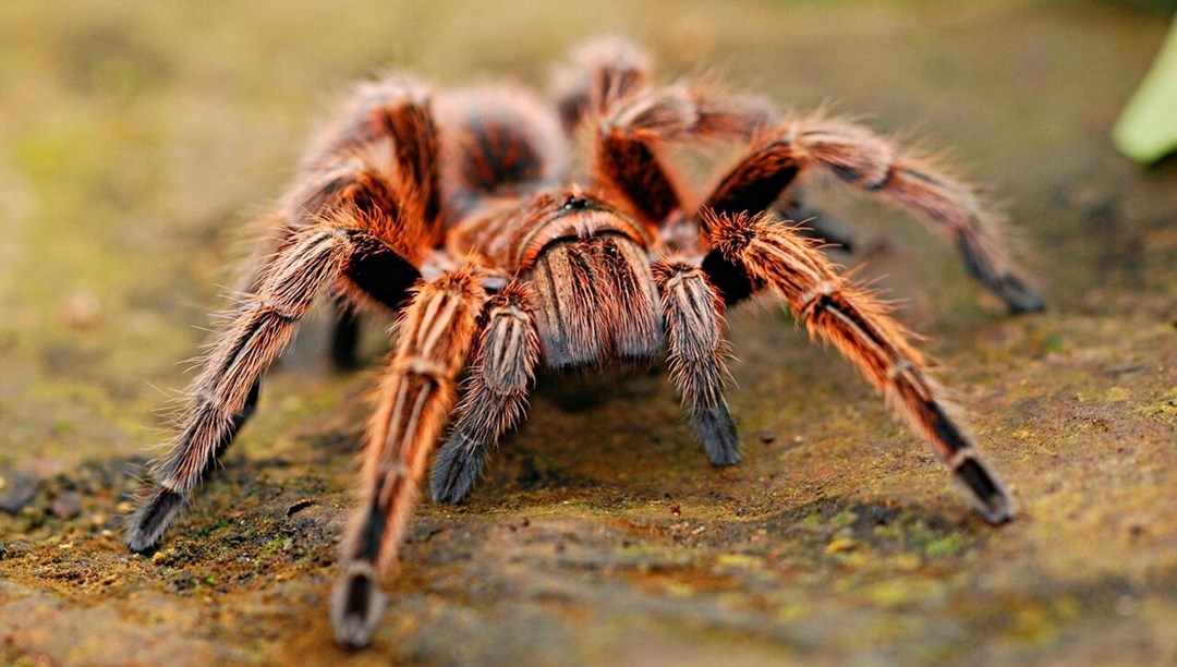 Kurabiye kutusunda bin 500 tarantula bulundu