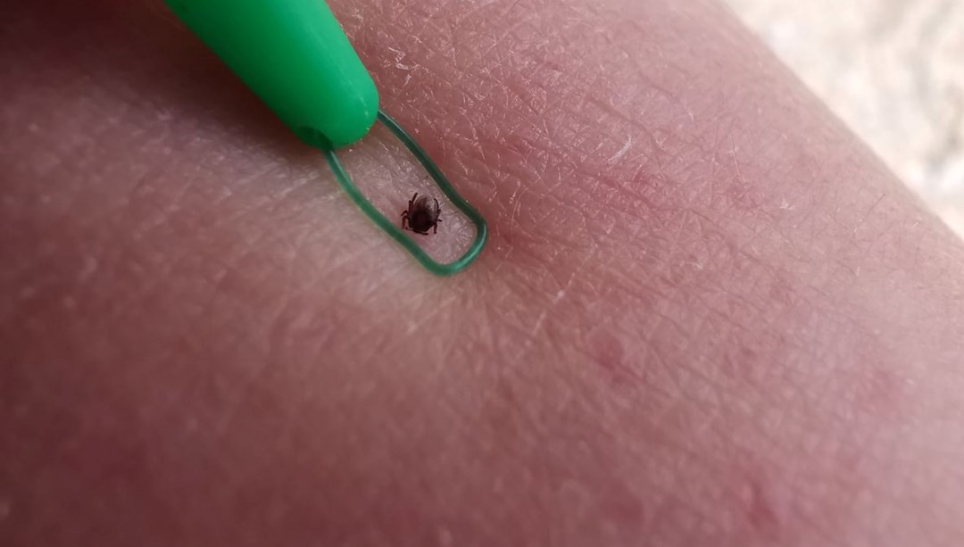 Lyme hastalığı silah olarak mı üretildi? Tartışmalı iddia yeniden gündemde