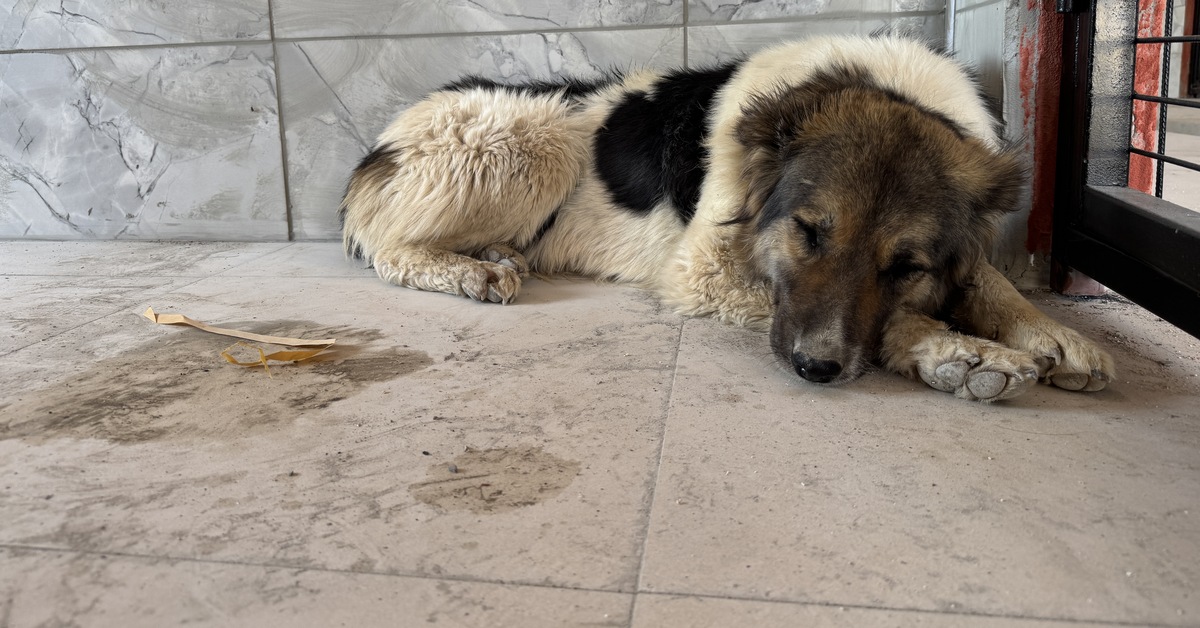 Ahbap Derneği gönüllüsüne teslim edildi