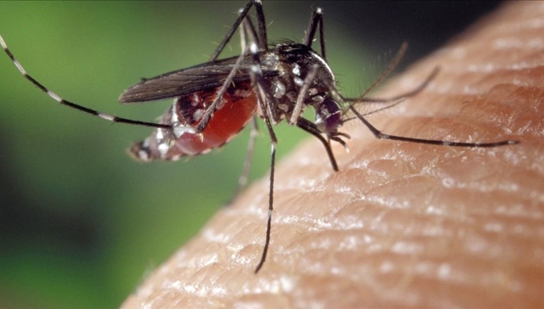 Chikungunya virüsü nedir, nasıl bulaşır? Çin’de ortaya çıkan chikungunya virüsü Türkiye’ye gelir mi?