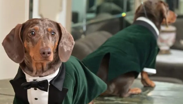 Köpekler insanları “okuyabiliyor”