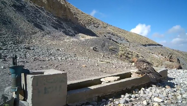 Aksaray’da yaban hayvanları kameraya yansıdı