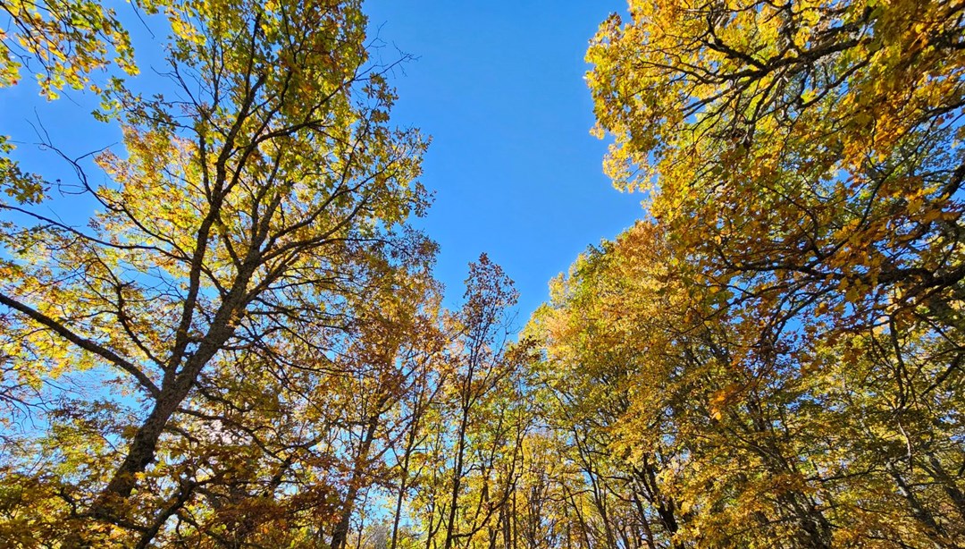 Bu ormana izinsiz girmenin cezası 557 bin TL