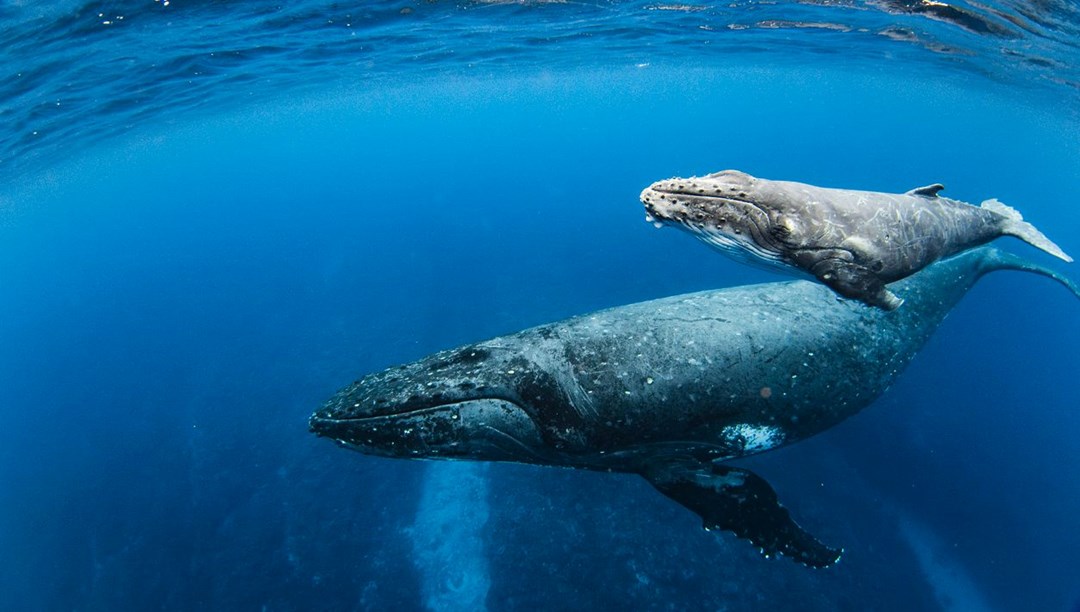 Uzun yaşamın anahtarı balinada:  İnsan ömrünü uzatmanın sırrı çözüldü